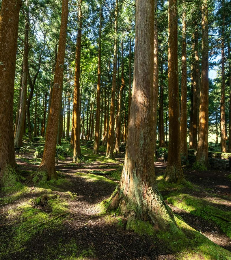 trees trees